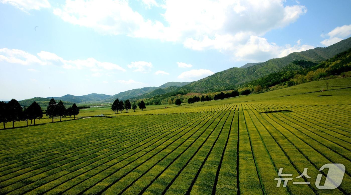 보성 녹차밭. &#40;보성군 제공. 재판매 및 DB금지&#41;