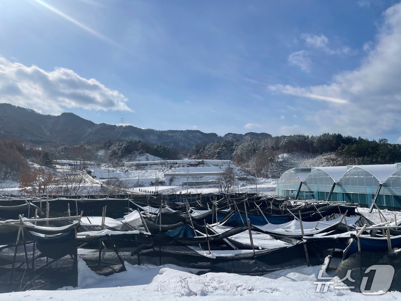 대설로 차광막이 내려앉은 인삼 재배지. (농진청 제공)