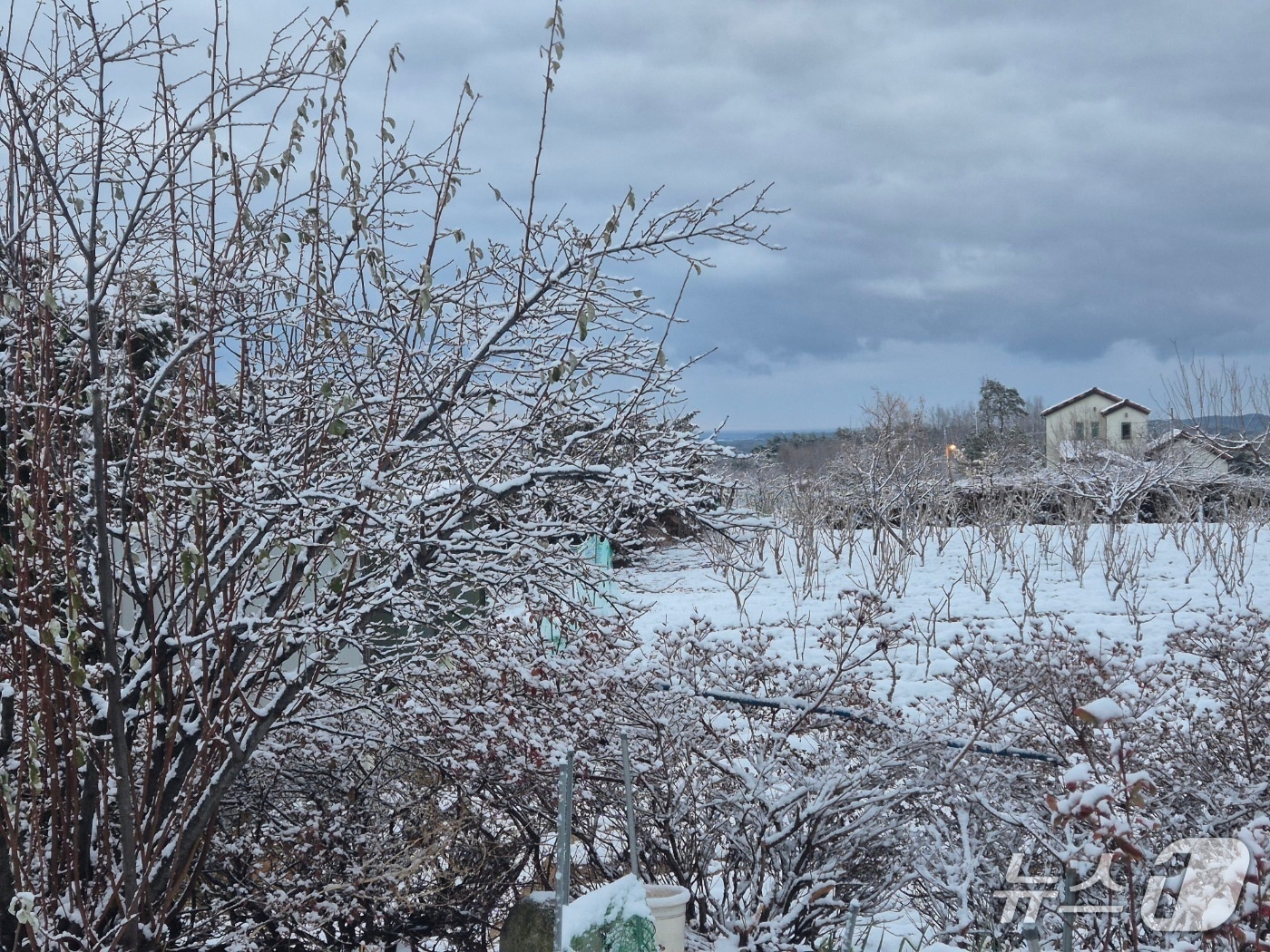 강원 동해안과 산지를 중심으로 많은 눈이 내린 12일 강릉시 구정면의 한 농가에 눈이 내려앉아 있다.2025.12.12/뉴스1 윤왕근 기자