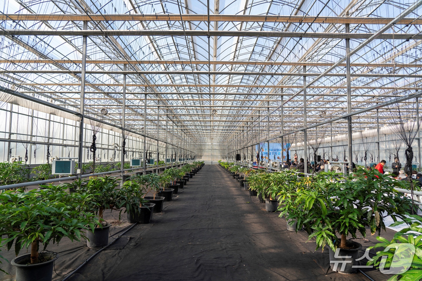 영천 아열대 스마트팜 단지 실내 모습(경북도 제공. 재판매 및 DB 금지)2025.12.14/뉴스1