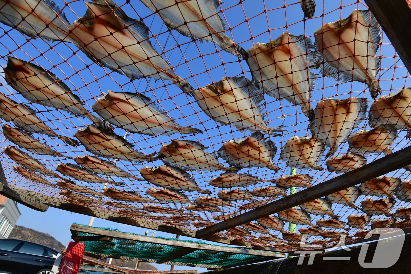 14일 경북 포항시 북구 흥해읍 칠포리 해안 도로에서 어민들이 물가자미를 말리고 있다. 2025.12.14/뉴스1 ⓒ News1 최창호 기자