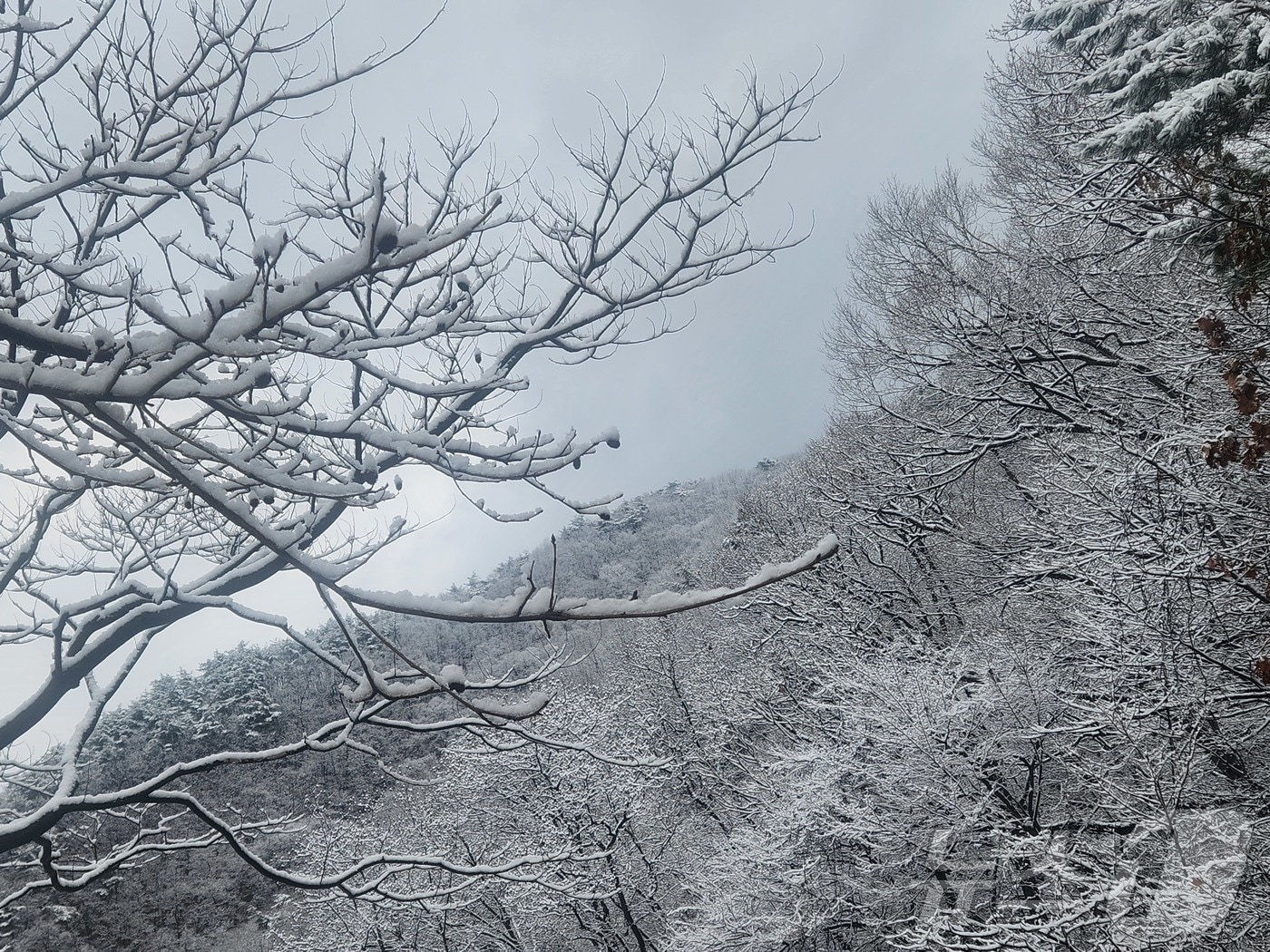 전북 완주군 경천면 불명산에 눈이 쌓여있다.2025.12.14/뉴스1