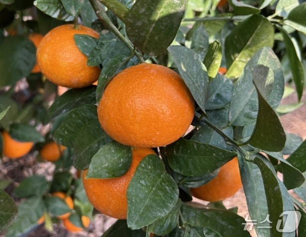 색·맛·수량성 모두 잡은 감귤 '미래향'...만감류 시장 진입 본격화 - 뉴스 썸네일 이미지