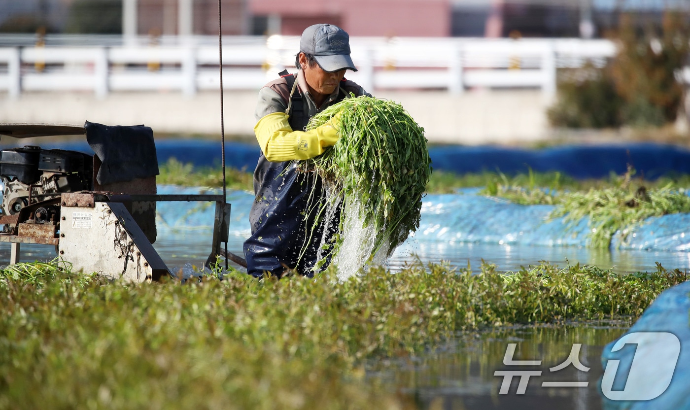 지난 17일 부산 기장군 철마면의 한 미나리꽝에서 농민이 겨울철 입맛을 돋우는 미나리를 수확하고 있다. 2025.12.17/뉴스1 ⓒ News1 윤일지 기자