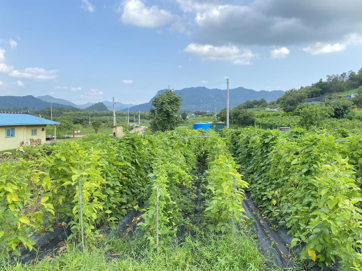 도두꼬투리 재배지 (농촌진흥청 제공. 재판매 및 DB금지) 2025.12.18 /뉴스1도두꼬투리 재배지 (농촌진흥청 제공. 재판매 및 DB금지) 2025.12.18 /뉴스1