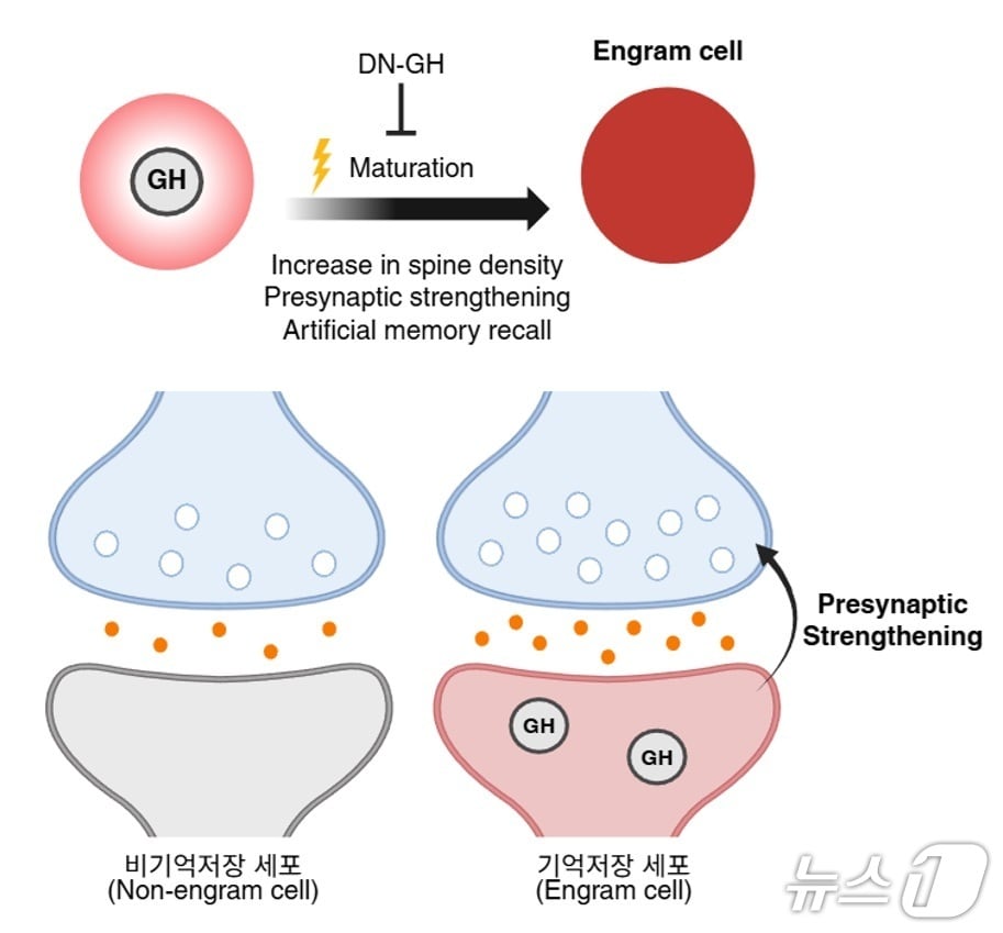 성장호르몬(GH)에 의한 기억저장 세포의 성숙(IBS 제공) /뉴스1