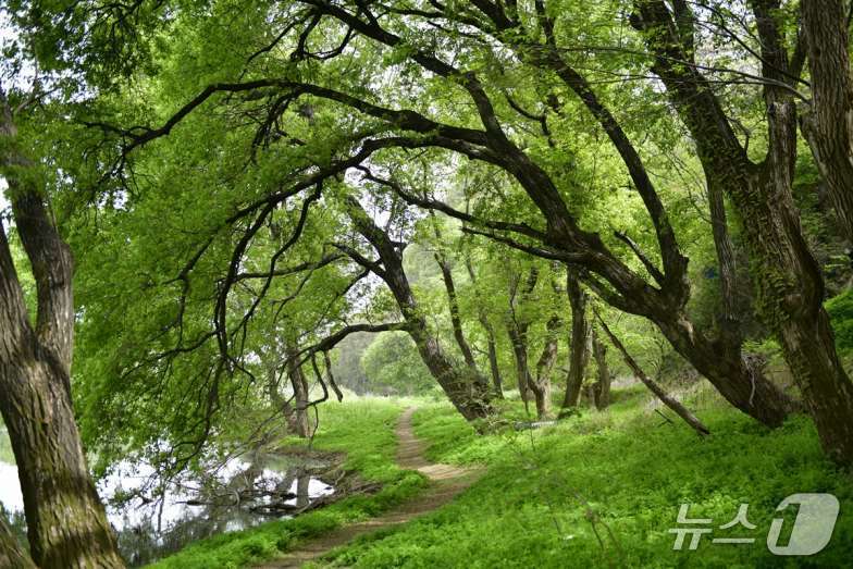금호강 팔현습지에 형성된 왕버들 군락지(대구환경운동연합 제공. 재판매 및 DB금지)