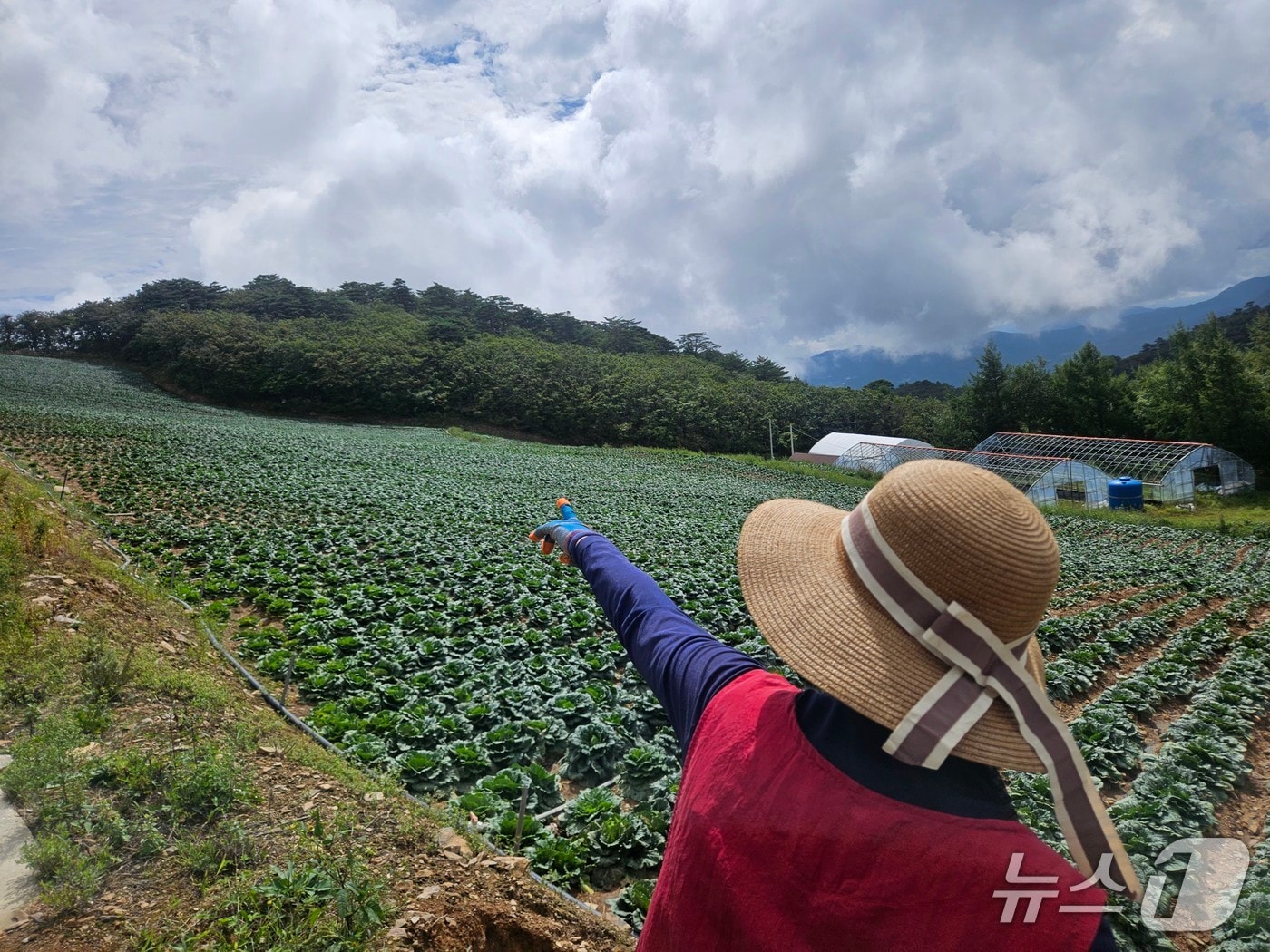 강원 강릉 안반데기 한 배추밭에서 농민이 더위와 물 부족에 생육이 부진한 배추를 가리키고 있다.(뉴스1 DB) 한귀섭 기자
