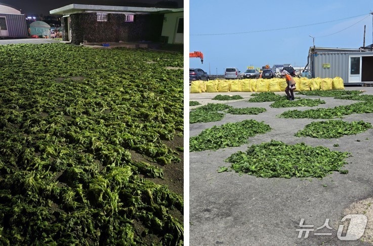 수거, 건조된 구멍갈파래 (수과원 제공. 재판매 및 DB금지)