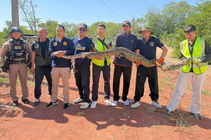 태국 탐본 나이무앙에서 개를 삼킨 3m 길이의 비단뱀이 포획됐다가 다시 야생으로 풀려났다고 방콕포스트가 1일(현지시간) 보도했다. (방콕포스트)