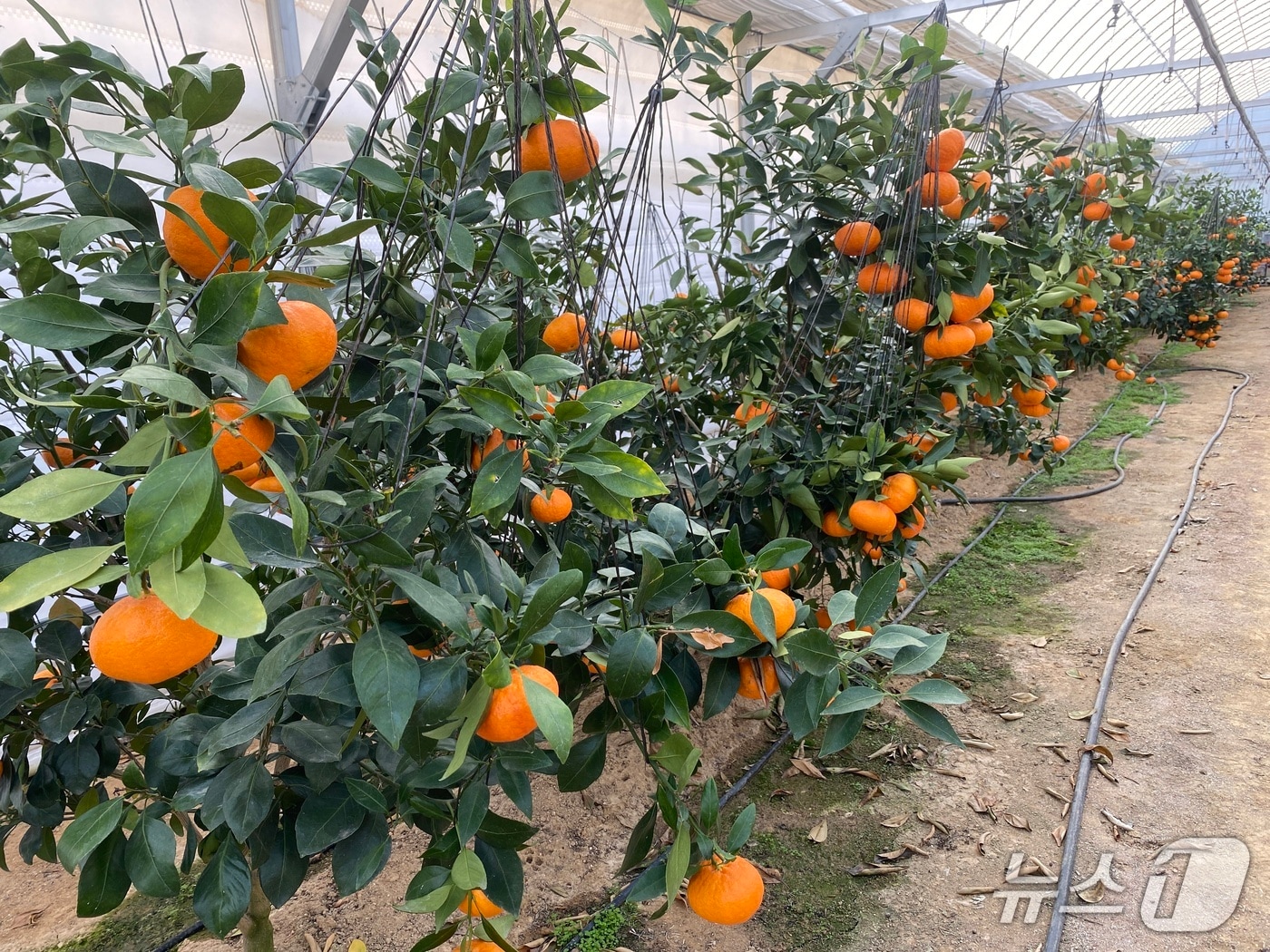 청주시농업기술센터는 상당구 가덕면의 한 농가가 레드향을 수확해 본격적인 출하에 들어갔다. (청주시 제공. 재판매 및 DB금지)./뉴스1 