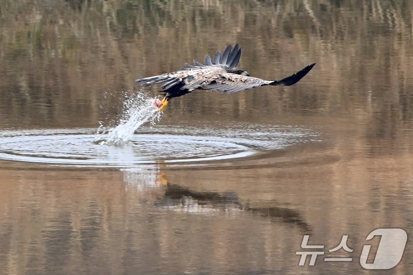20일 천연기념물 제243-4호이자 환경부 멸종위기 야생생물 I급인 흰꼬리수리가 경북 고령군 우곡리에 있는 독수리 식당 인근 하천에서 먹잇감을 사냥하고 있다. 2025.12.20/뉴스1 ⓒ News1 최창호 기자