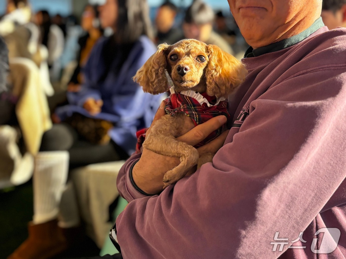 지난 20일 경기 '반려마루 여주'에서 열린 홈커밍데이에 참가한 입양 반려견. (경기도 제공, 재판매 및 DB금지)