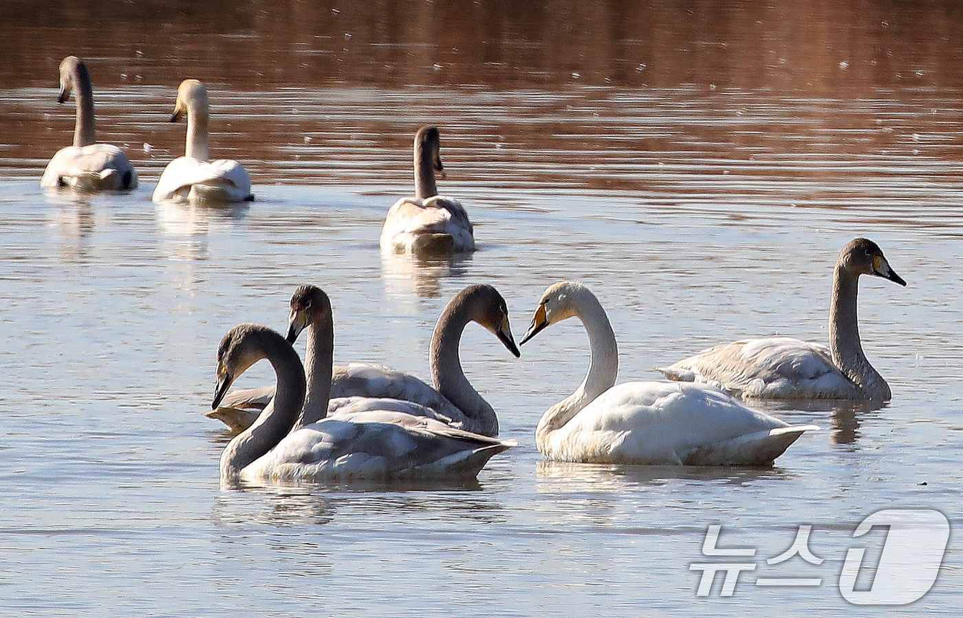 22일 부산 강서구 대저대교 건설 예정지 낙동강 인근에서 천연기념물 제201-2호인 큰고니들이 휴식을 취하고 있다. 2025.12.22/뉴스1 ⓒ News1 윤일지 기자