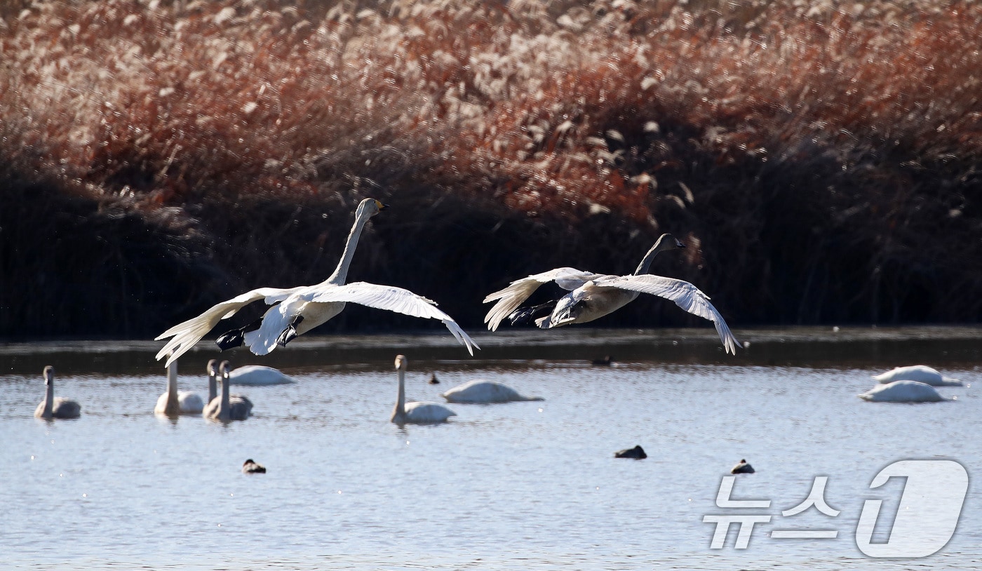 22일 부산 강서구 대저대교 건설 예정지 낙동강 인근에서 천연기념물 제201-2호인 큰고니들이 비행하고 있다. 2025.12.22/뉴스1 ⓒ News1 윤일지 기자