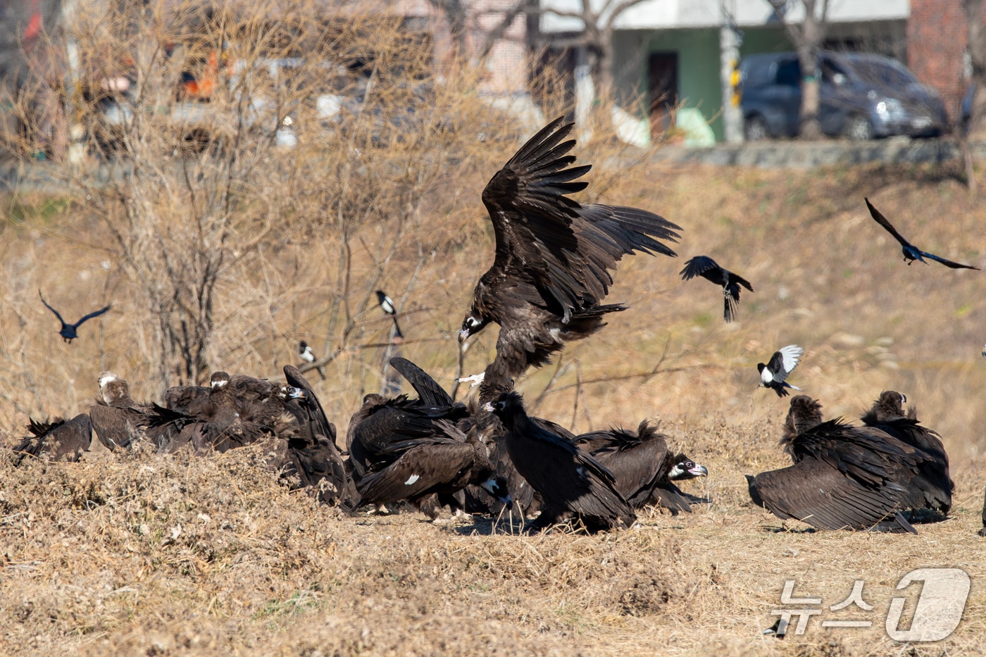 지난달 울산에서 발견된 독수리. (울산시 제공. 재판매 및 DB 금지) /뉴스1