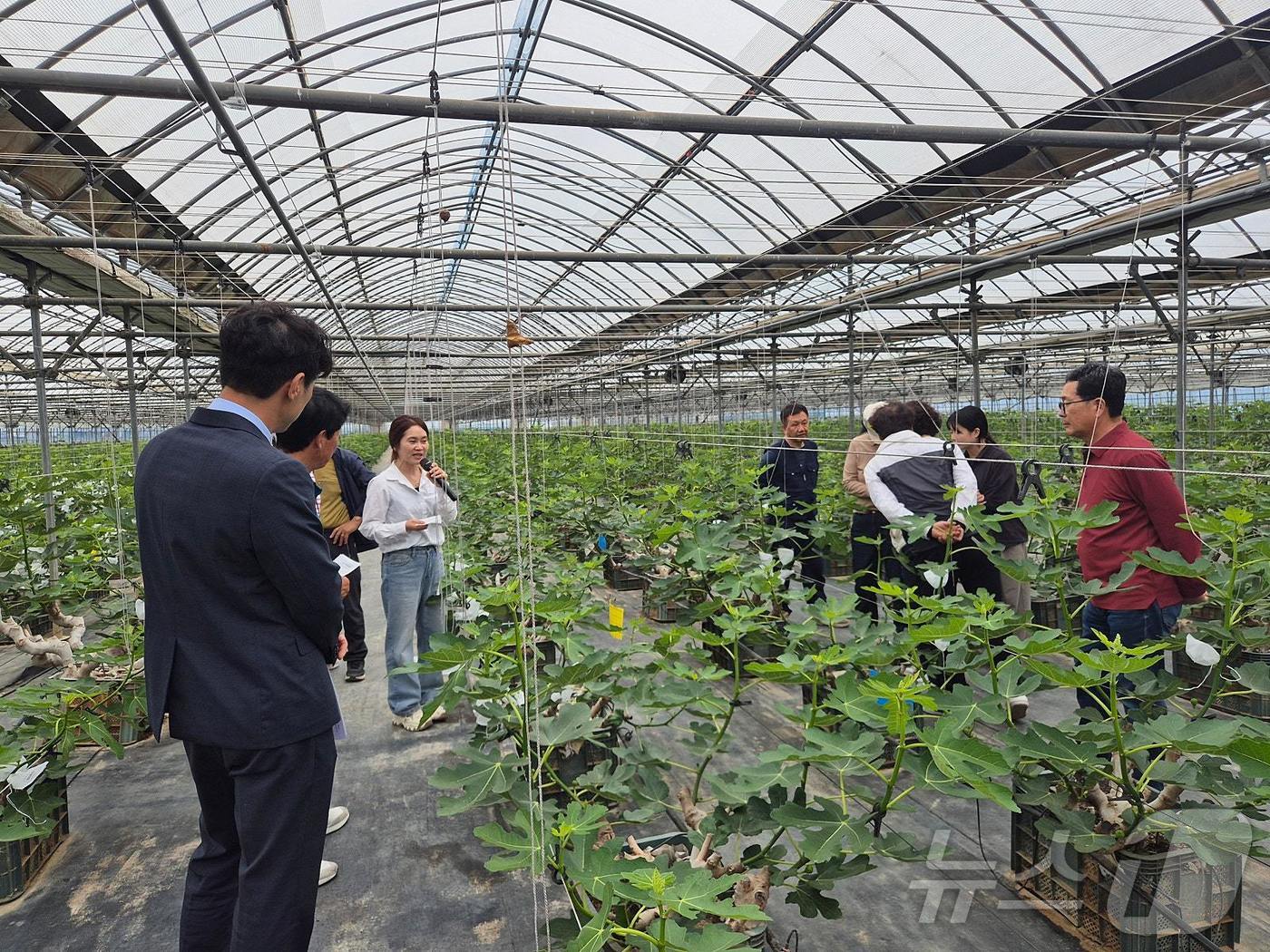 지명심 영암군 무화과연구팀장의 농업기술 지도 현장. (영암군 제공. 재판매 및 DB금지) /뉴스1