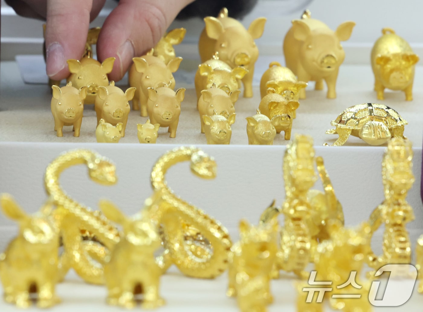 미국과 베네수엘라 간의 군사적 긴장이 최고조에 달하면서 국제 금값이 사상 최고치를 갈아치웠다. 23일(한국시간) 국제 금 현물 가격은 전 거래일 대비 2.2% 급등한 온스당 4434.26달러를 기록했다. 장중 한때 4441.92달러까지 치솟으며 역대 최고치를 갈아 치웠다. 금값은 올해 초와 비교하면 69% 이상 상승해 제2차 오일쇼크가 있었던 1979년 이후 최대 연간 상승 폭을 기록 중이다. 사진은 서울 종로구 한국금거래소에서 관계자가 금을 진열하는 모습. 2025.12.23/뉴스1 ⓒ News1 황기선 기자