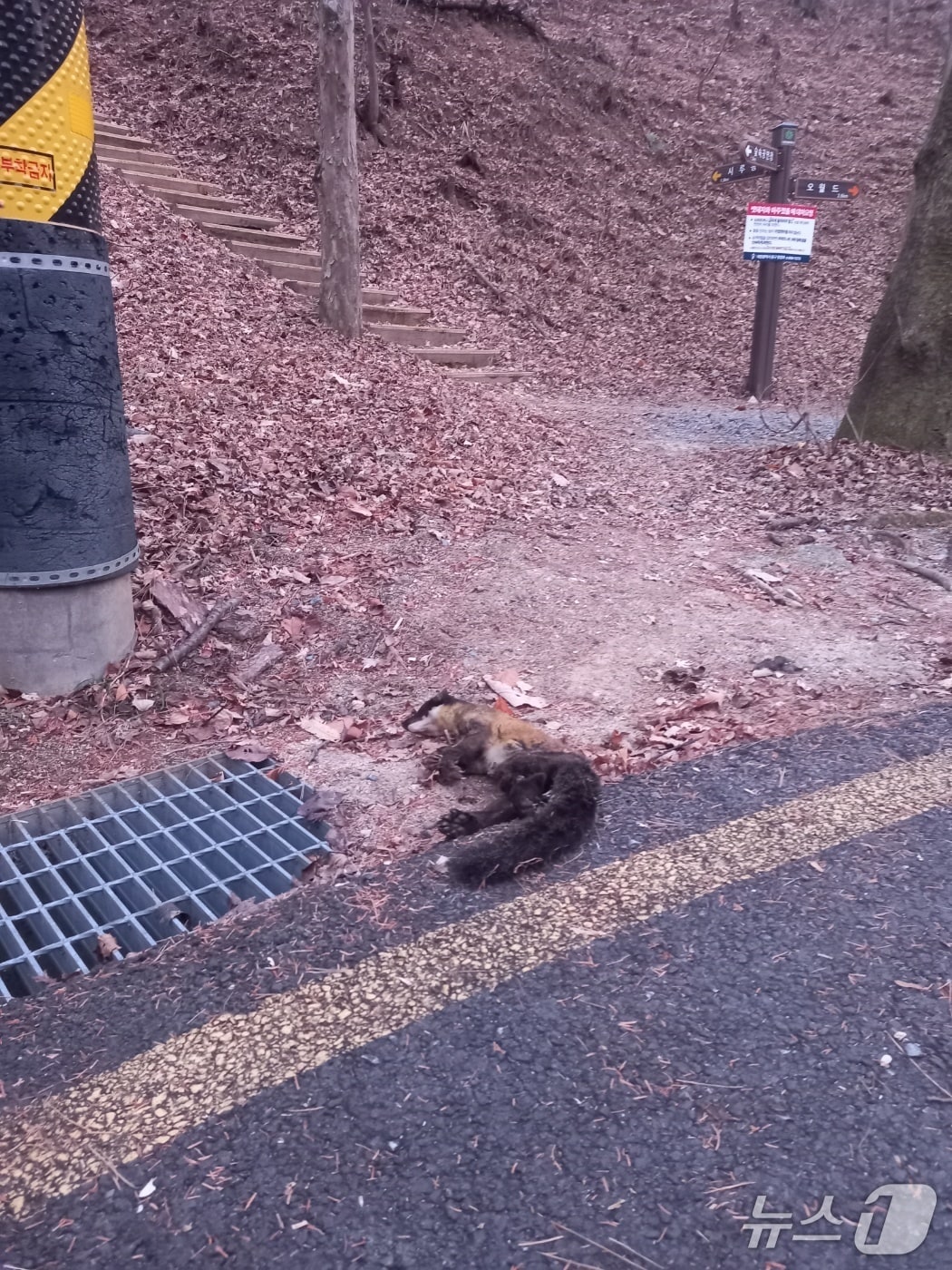 23일 보문산 산책로에서 발견된 멸종위기종 담비 사체(독자 제공) /뉴스1