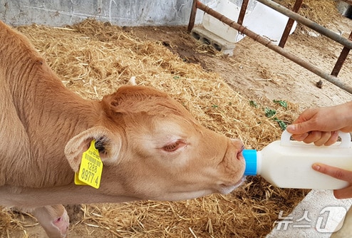 성주군 초유은행 송아지 제공(성주군 제공. 재판매 및 DB금지)/뉴스1