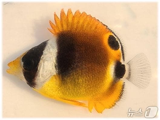 부산 기장 연안에서 발견되는 대표적 아열대종 중 하나인 물나비고기 (수과원 제공. 재판매 및 DB금지)