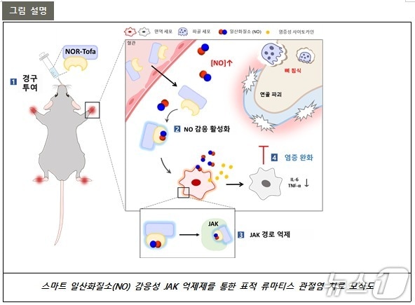 포스텍 화학과 융합대학원 김원종 교수팀이 류마티스 관절염 환자의 아픈 곳에만 작용하는 새 치료제를 개발헸다.(포스텍 제공, 재판메 및 DB금지) 2025.12.24/뉴스1