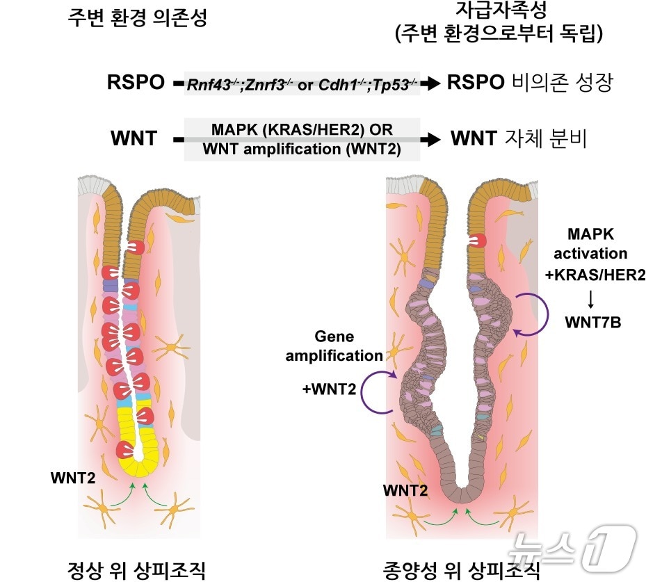 정상 위 조직과 종양성 위 조직에서의 성장 신호 조절 방식의 차이(IBS 제공) /뉴스1
