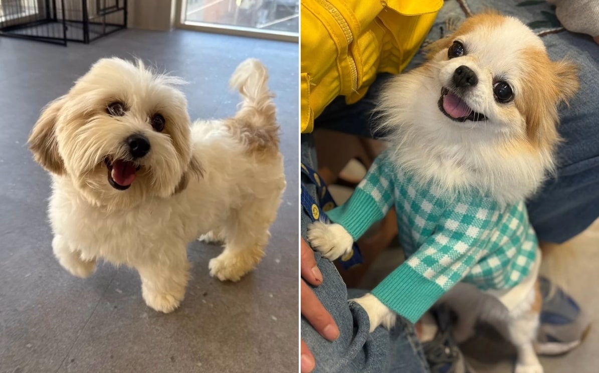 번식업자가 '절대 못 준다'던 강아지...하츄·써니·츄이의 새 출발 - 뉴스 썸네일 이미지