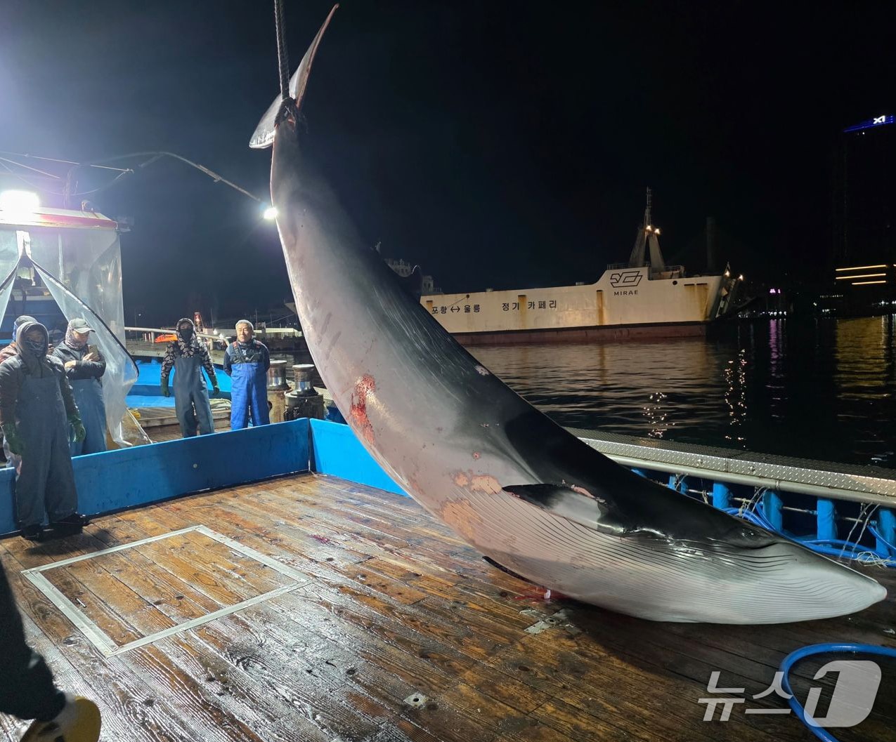 29일 오전 3시57분쯤 경북 포항시 남구 대동배 앞바다 2km 해상에서 길이 5.12m의 밍크고래 한 마리가 혼획됐다.(독자 제공, 재판매 및 DB금지) 2025.12.29/뉴스1 
