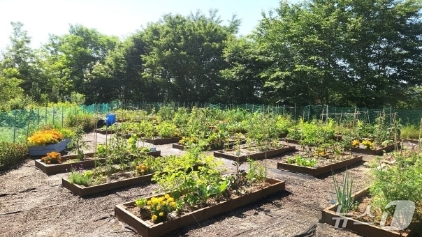 전주 완산중 '평화텃밭' 모습./뉴스1