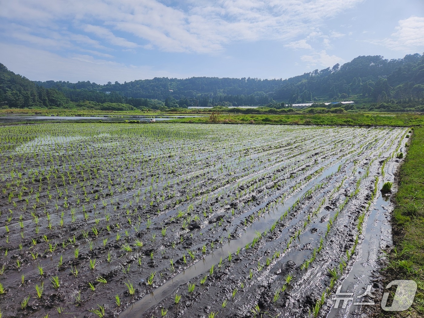  서귀포 하논지구. 기사의 특정 사실과 관련이 없음.(제주도 제공. 재판매 및 DB금지)/뉴스1