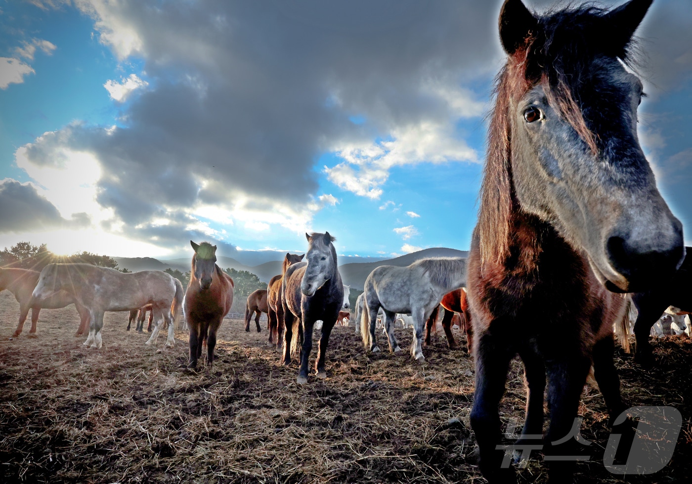 2026년 희망찬 병오년(丙午年) 붉은 말의 해가 다가왔다. 지난 19일 제주특별자치도 제주축산 생명연구원에서 천연기념물 제347호인 제주 토종종마가 풀밭을 거닐고 있다. 강인한 체질과 인내심을 가진 제주마 처럼 지치지 않는 열정과 추진력으로 국민 모두가 소망한 바를 이루는 한해가 되길 기원해 본다. 2025.12.31/뉴스1 ⓒ News1 황기선 기자