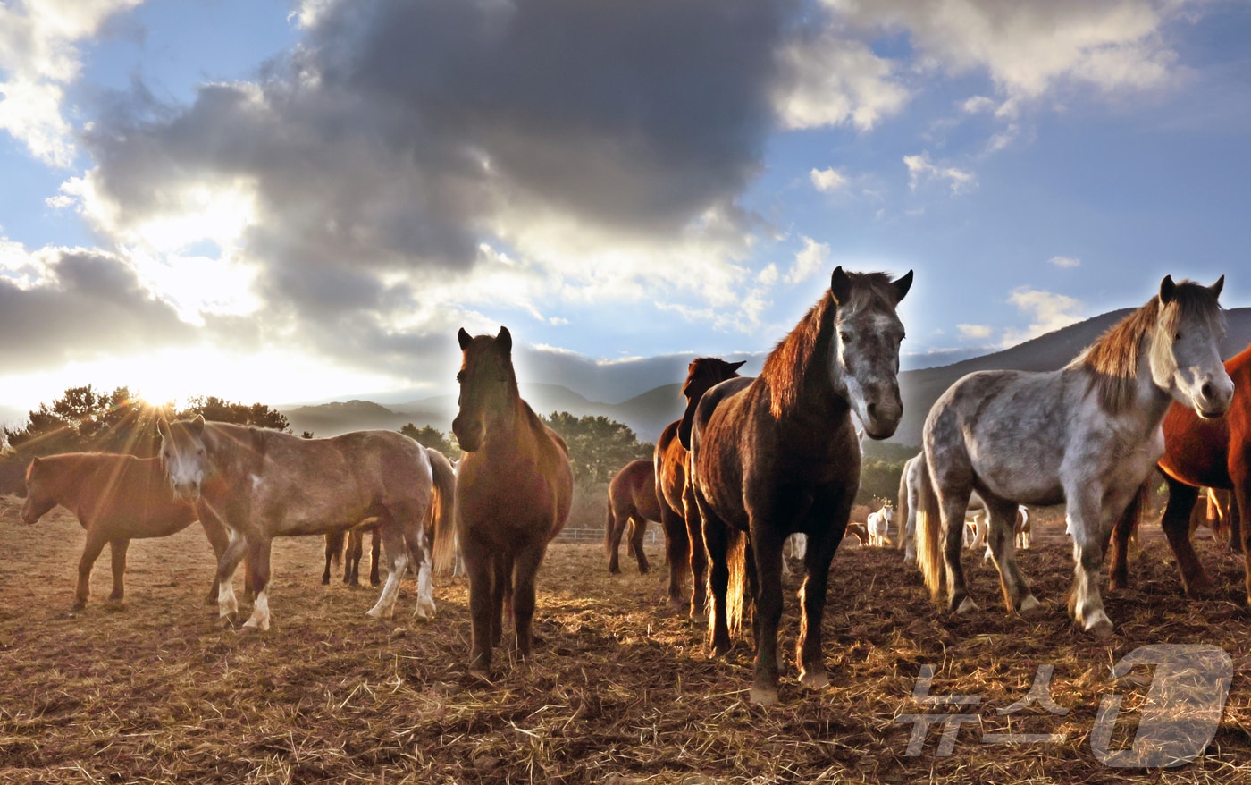 제주특별자치도 제주축산 생명연구원에서 천연기념물 제347호인 제주 토종종마가 풀밭을 거닐고 있다.2025.12.31/뉴스1 ⓒ News1 황기선 기자