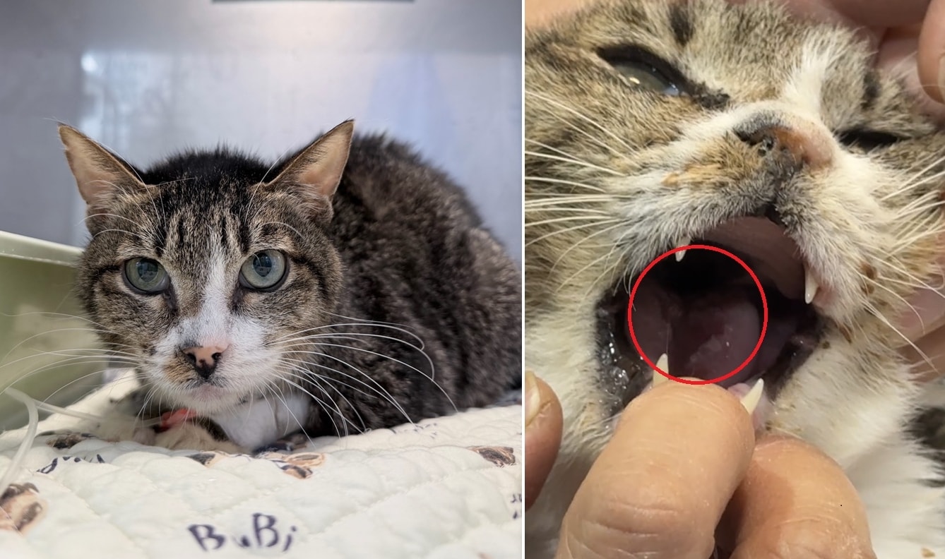 칼리시 병력 가진 고양이, 환절기·겨울철 구내염 악화 주의해야 - 뉴스 썸네일 이미지