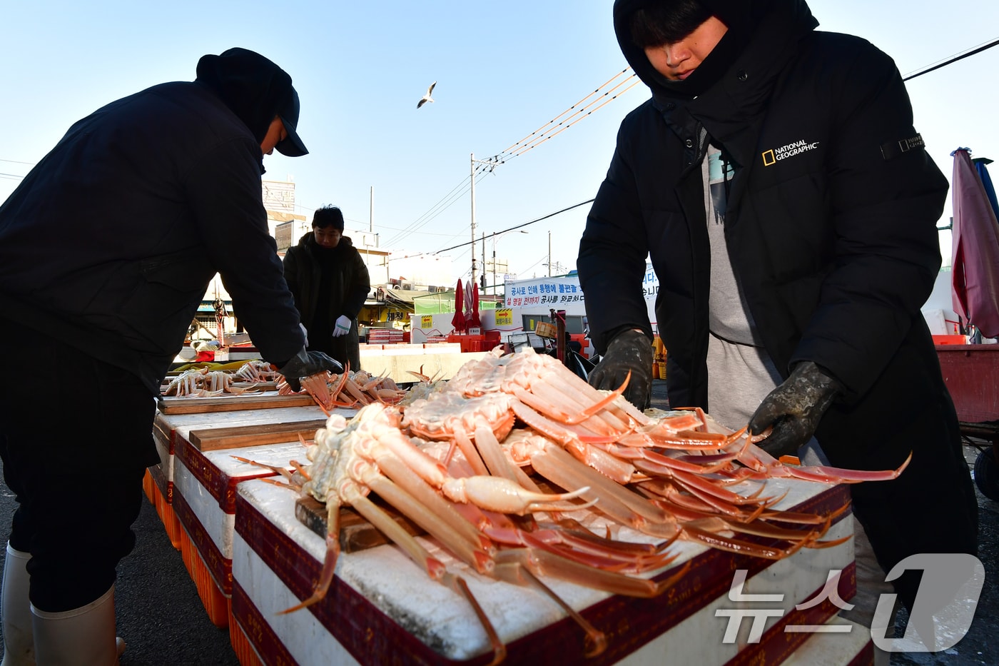 4일 경북 포항시 죽도어시장에서 상인들이 판매할 대게를 좌판에 진열하고 있다. 2025.12.4/뉴스1 ⓒ News1 최창호 기자