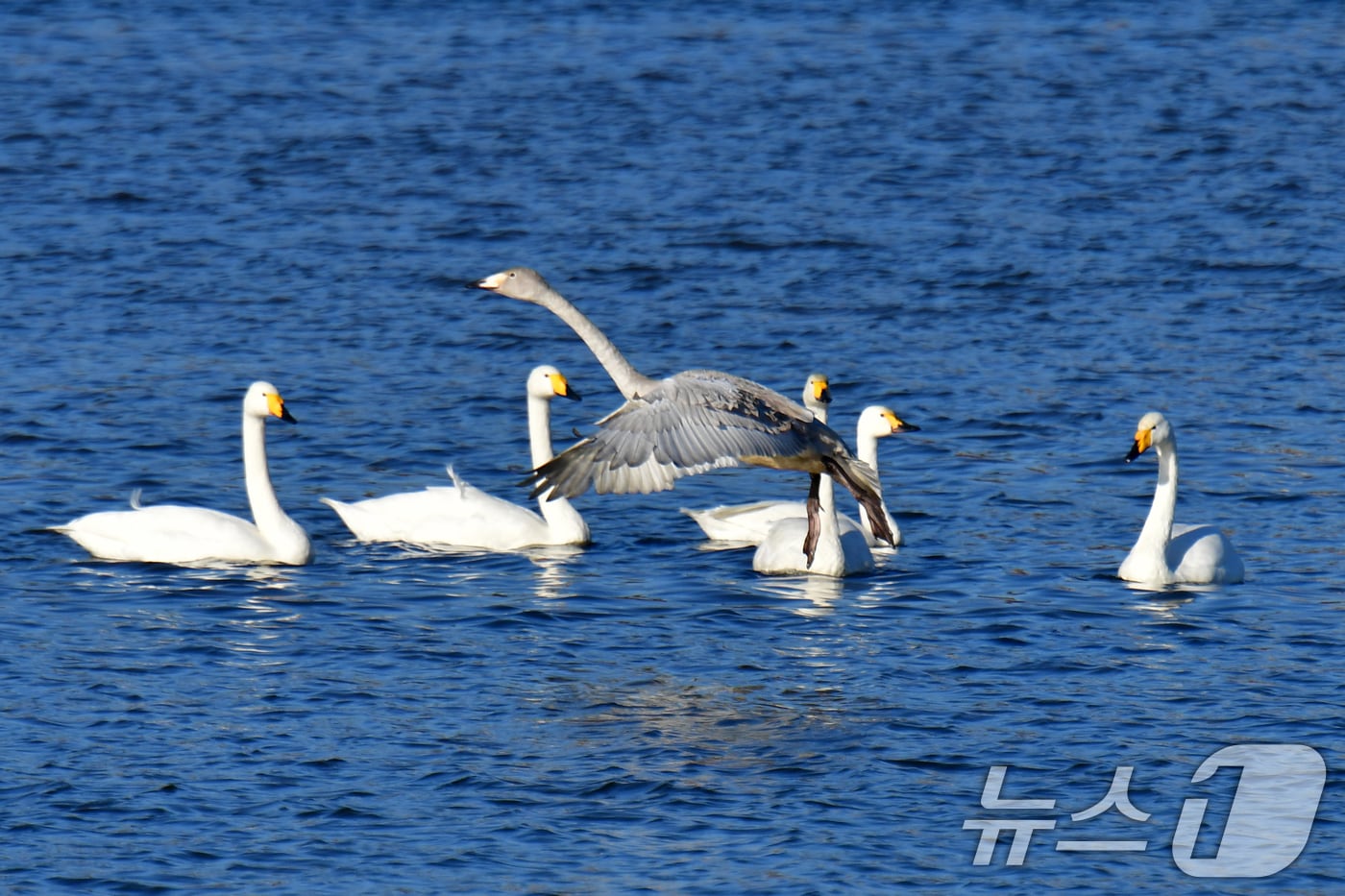 4일 오후 천연기념물인 큰고니 무리가 경북 포항시 남구 연일읍 형산강에 날아들어 쉬고 있다. 2025.12.4/뉴스1 ⓒ News1 최창호 기자