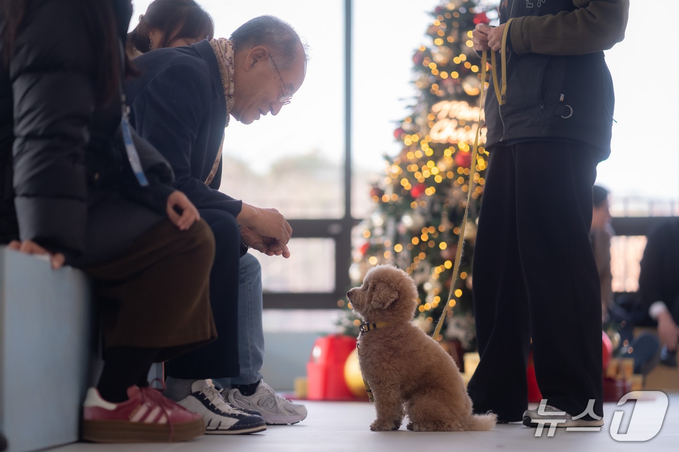 "할부지·할무이가 좋다멍"...86세 최고령 펫시터 나왔다 - 뉴스 썸네일 이미지