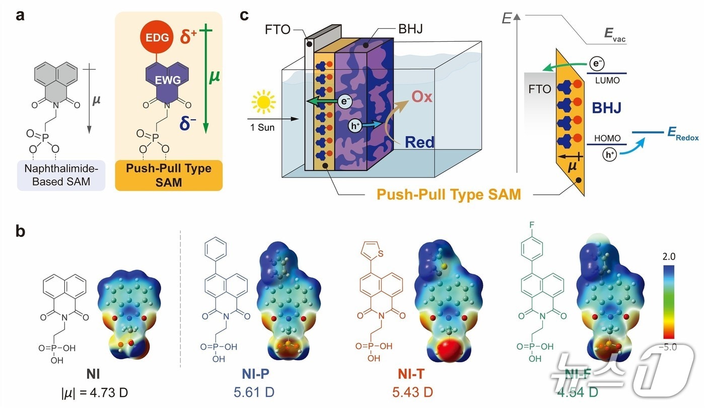 박막을 구성하는 단분자와 광전극의 구조(UNIST 제공. 재판매 및 DB금지)/뉴스1