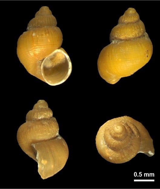 동해서 미소연체동물 3종 첫 발견 - 뉴스 썸네일 이미지