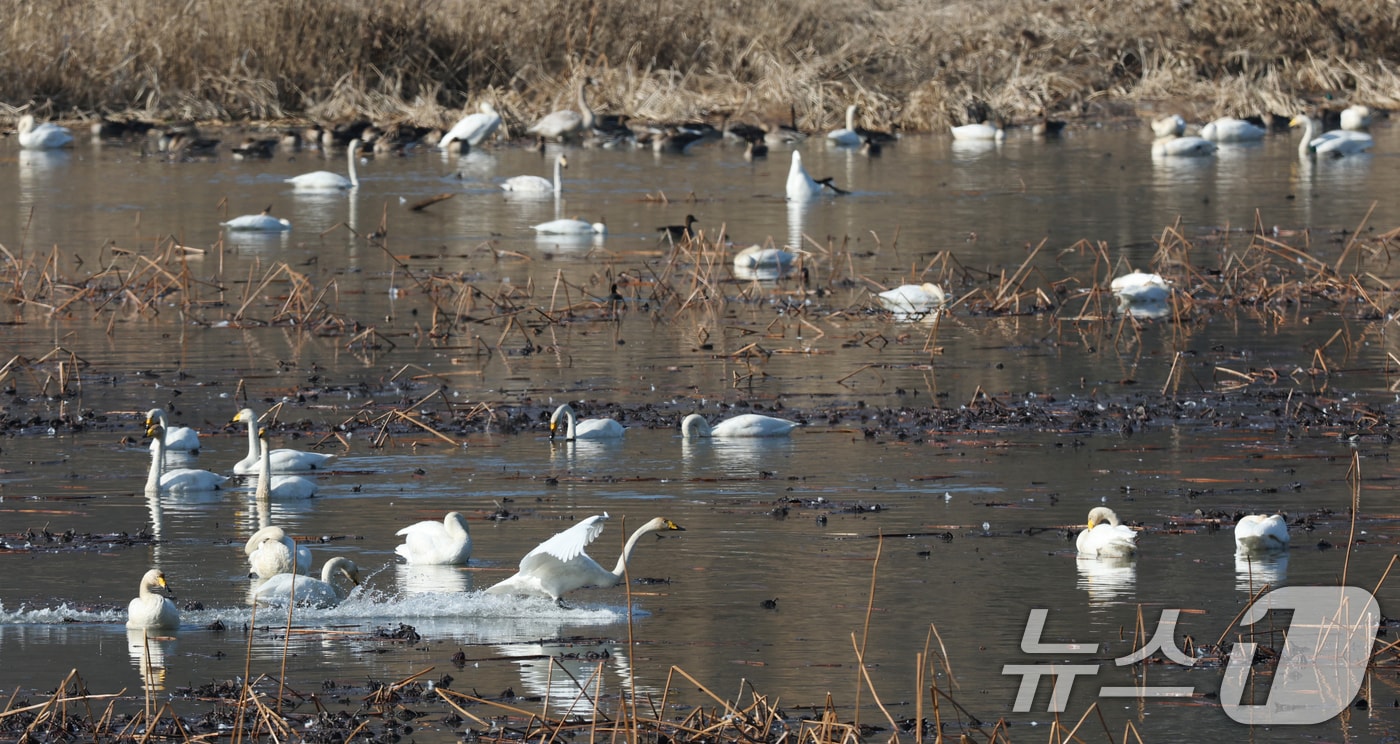 초겨울 날씨를 보인 8일 경기 광주시 퇴촌면 경안천습지생태공원에서 겨울철새 큰고니가 먹이활동을 하고 있다. 2025.12.8/뉴스1 ⓒ News1 김영운 기자