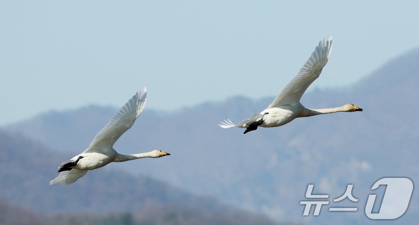 초겨울 날씨를 보인 8일 경기 광주시 퇴촌면 경안천습지생태공원에서 겨울철새 큰고니가 먹이활동을 하고 있다. 2025.12.8/뉴스1 ⓒ News1 김영운 기자
