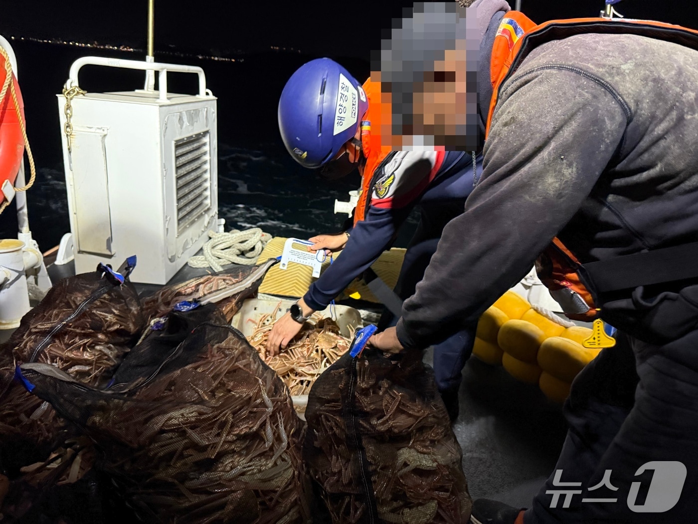 8일 경북 포항해양경찰서는 체장 9㎝ 이하의 대게 647마리를 잡은 후 그물에 숨겨 항구로 들어온 연안자망 어선 70대 선장을 수산자원관리법 위반으로 검거했다, 사진은 해경이 단속하는 모습. &#40;포항해양경찰서제공, 재판매 및 DB금지&#41; 2025.12.8/뉴스1