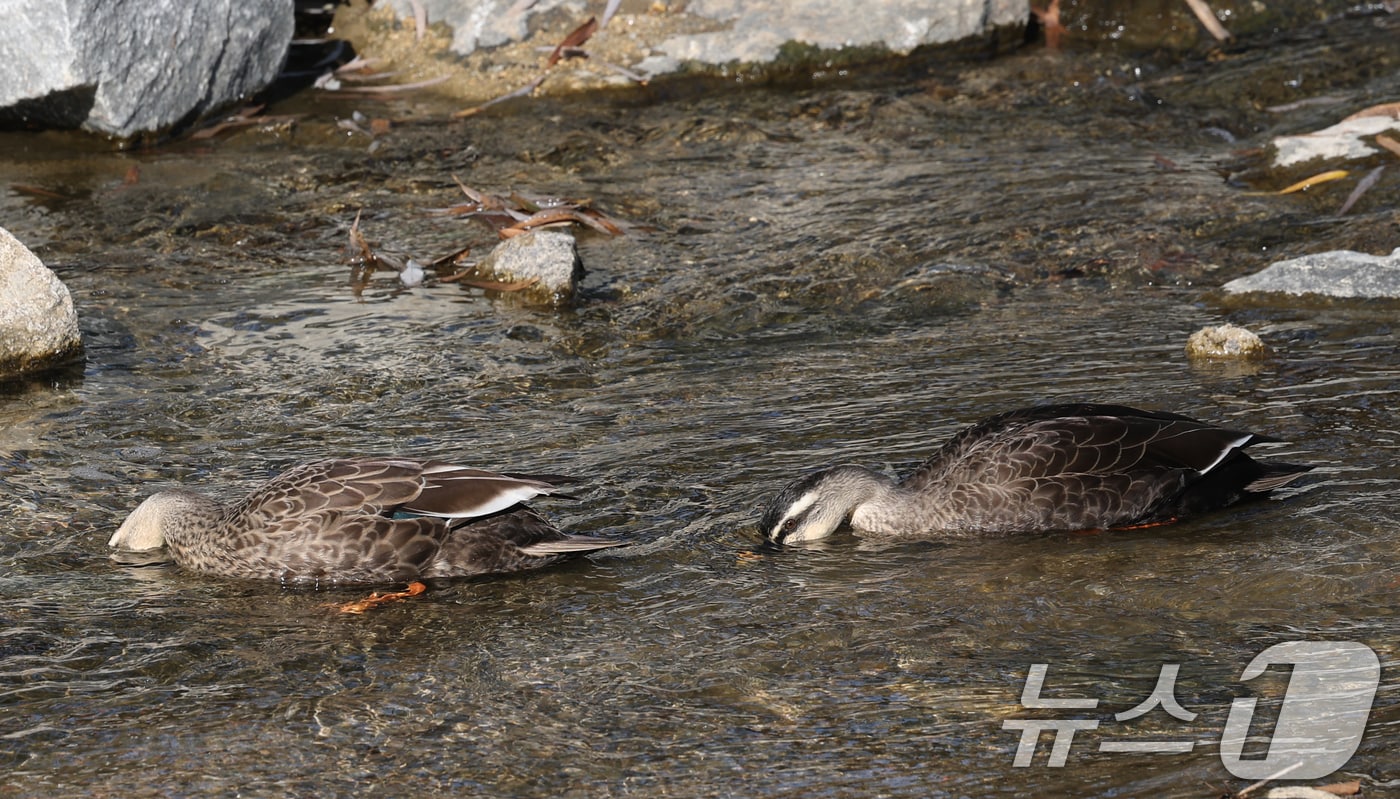 한 하천에서 흰뺨검둥오리가 먹이 활동을 하고 있다. /뉴스1 ⓒ News1 김영운 기자