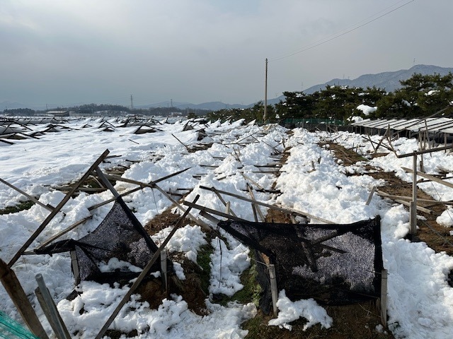 차광망을 제거하지 않아 폭설로 붕괴된 인삼밭 시설&#40;농촌진흥청 제공. 재판매 및 DB금지&#41; 2025.12.09 /뉴스1