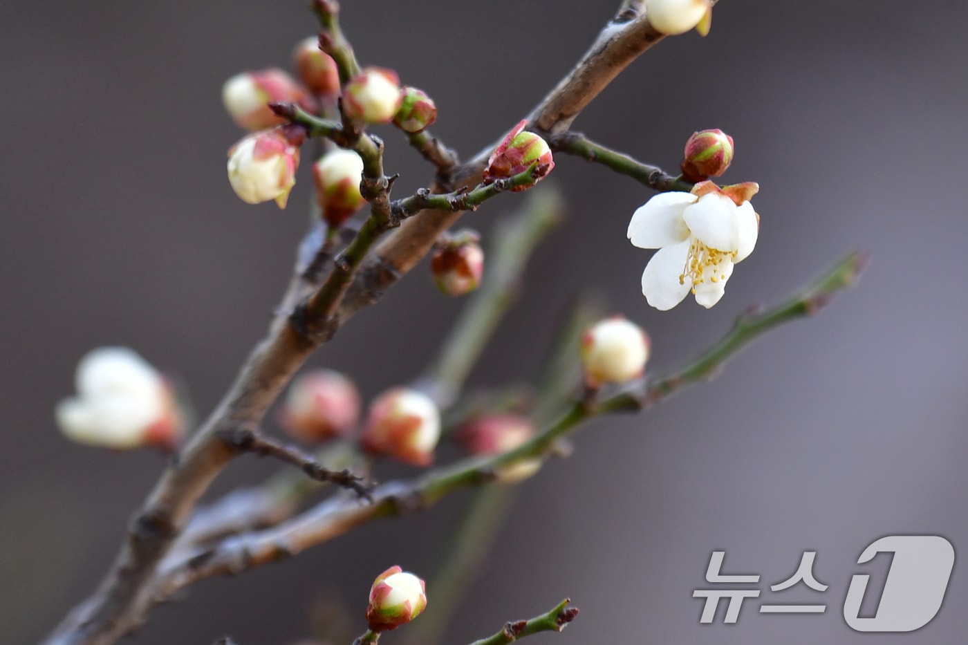11일 경북 포항시 남구 시청사 뒷산에서 영하 10도까지 떨어지는 추위를 이겨낸 봄의 전령사 매화꽃이 꽃망울 터트렸다. 2025.2.11/뉴스1 ⓒ News1 최창호 기자