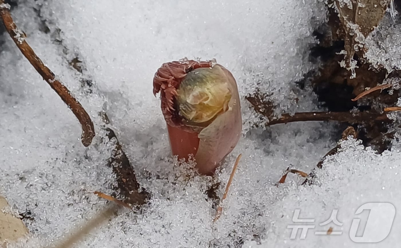 한파 속에서도 충북 증평군 좌구산 산자락에 봄의 전령사 복수초가 꽃망울 터뜨릴 준비를 하고 있다.(증평군 제공)/뉴스1