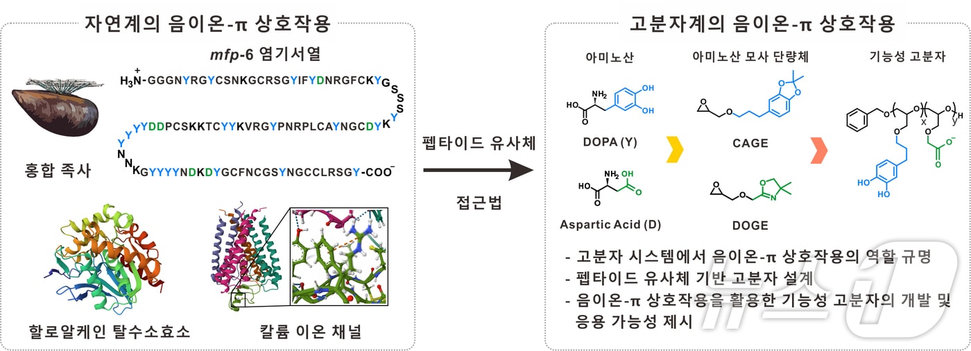 자연계·고분자계 음이온-π 상호작용 모식도. (연세대 제공)