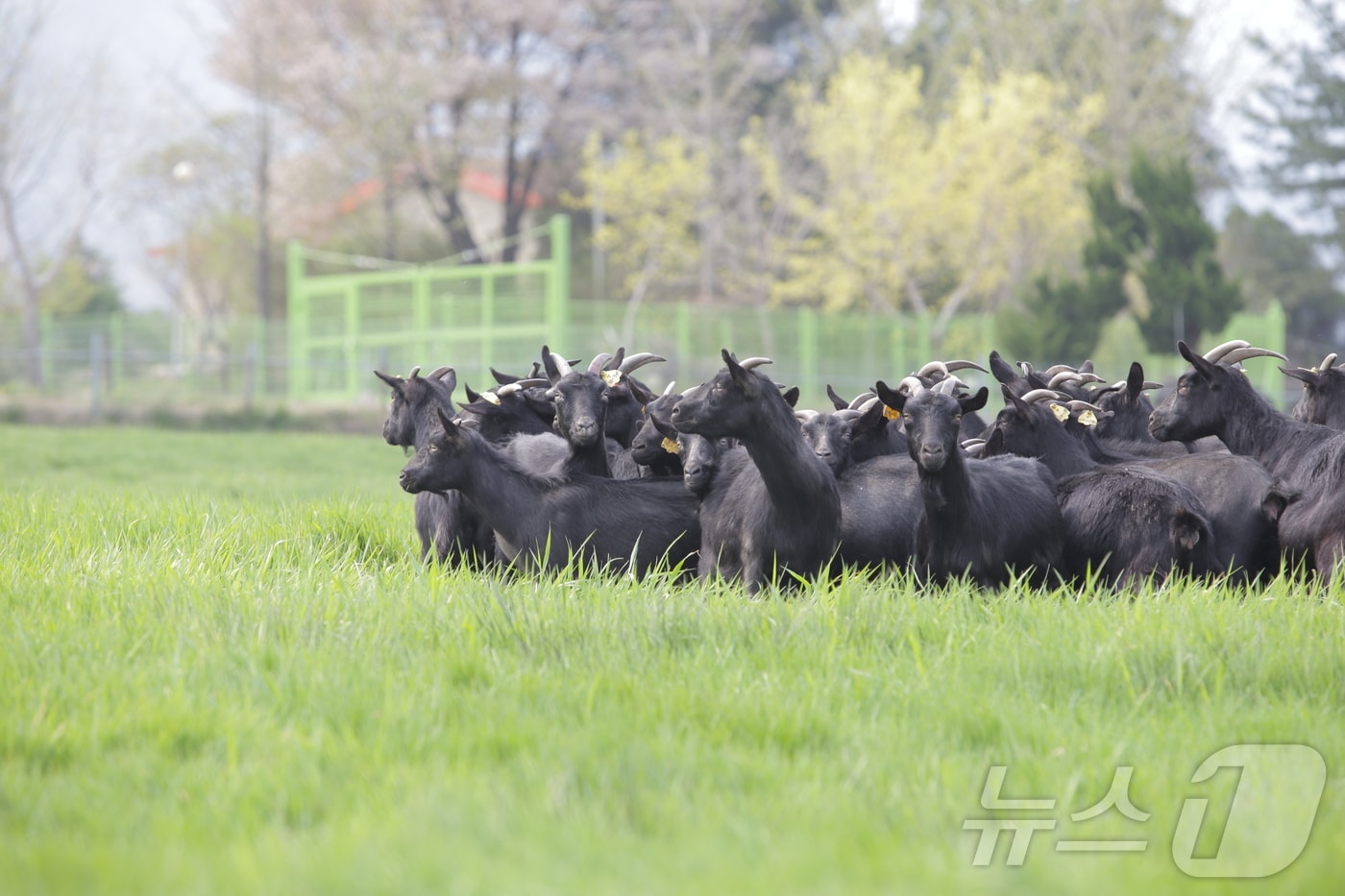 농촌진흥청은 염소 고기 추출물이 상처 치유 촉진과 항염 효과에 탁월하다는 연구 결과를 확인했다.사진은 흑염소(농진청 제공)2025.2.11/뉴스1
