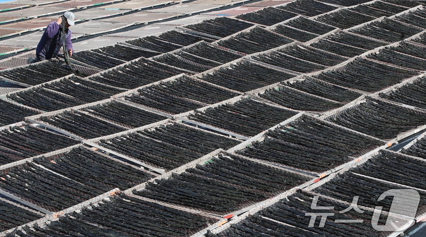 부산 기장군 죽성리 한 미역건조장에서 어민이 미역을 말리고 있다. 2025.2.11/뉴스1 ⓒ News1 윤일지 기자