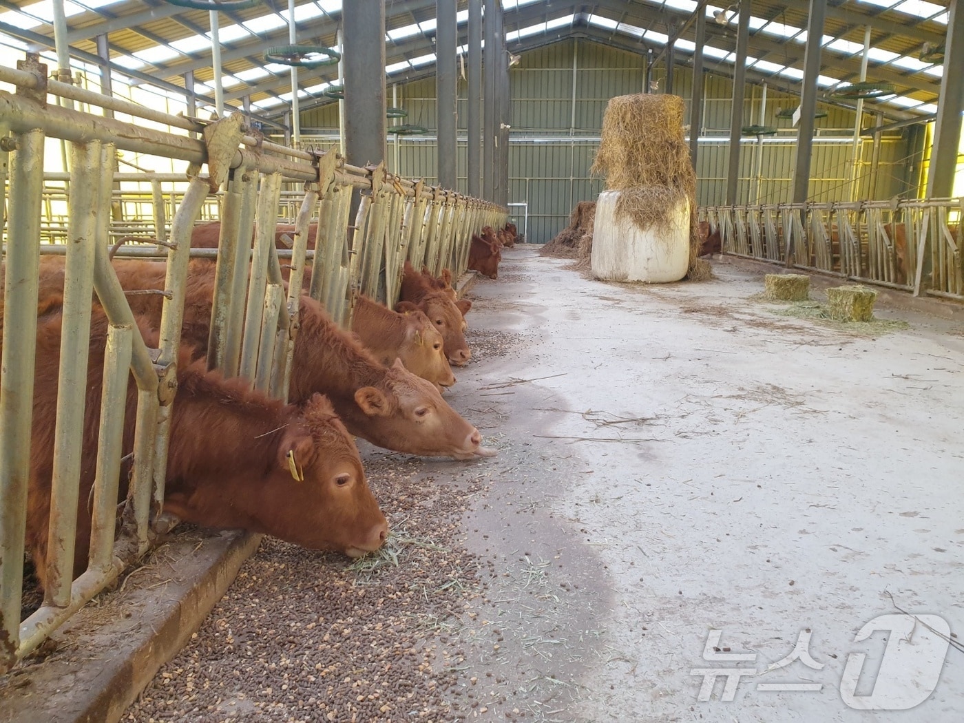 한우농가 축사 모습.(전남도 제공) 2025.2.12/뉴스1